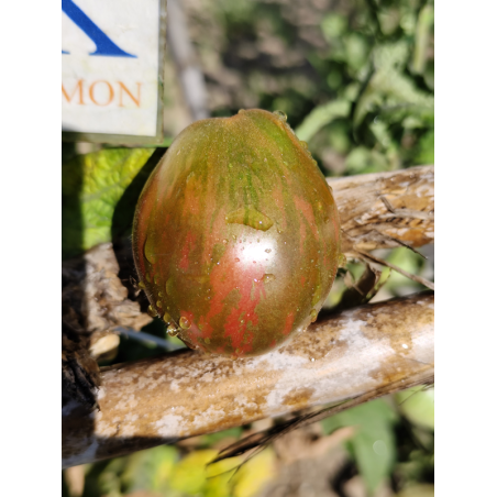 Tomate Dwarf Maritime Bells, 10 semillas (300)