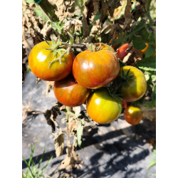 Tomate Dwarf Copperhead , 10 semillas (301)