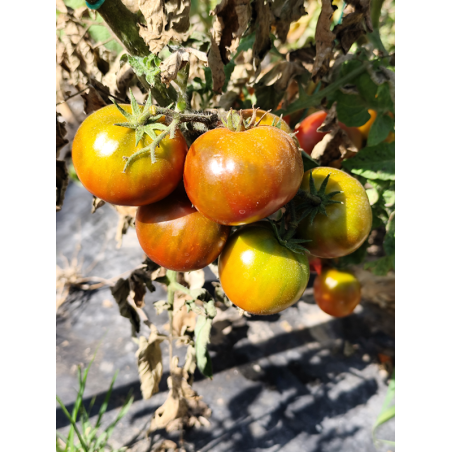 Tomate Dwarf Copperhead , 10 semillas (301)