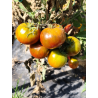 Tomate Dwarf Copperhead , 10 semillas (301)