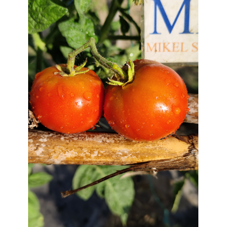 Tomate Beatalux , 10 semillas (302)