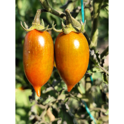 Tomate Emalia , 10 semillas (304)