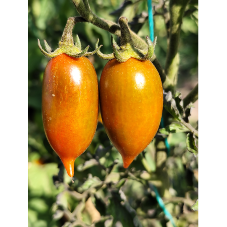 Tomate Emalia , 10 semillas (304)