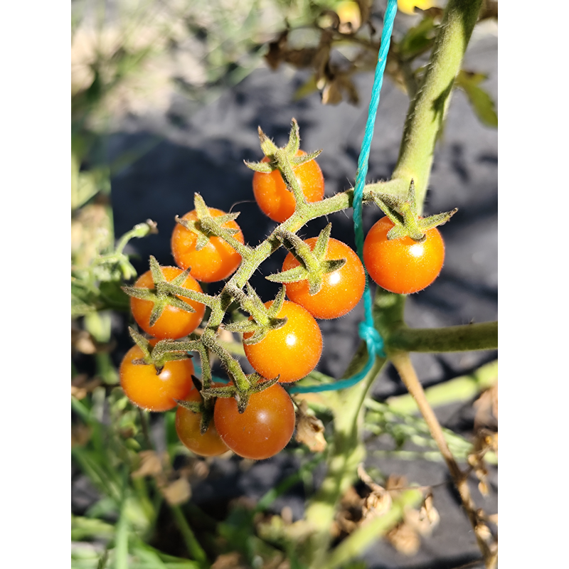 Tomate Rose Quartz Multiflora , 10 semillas (305)