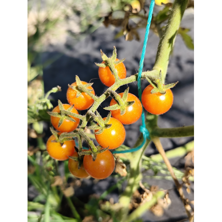 Tomate Rose Quartz Multiflora , 10 semillas (305)