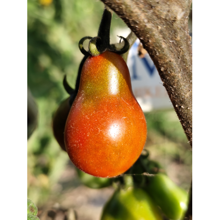 Tomate Cafe Bule , 10 semillas (306)