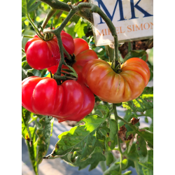 Tomate Bali , 10 semillas