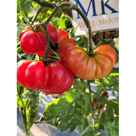 Tomate Bali , 10 semillas