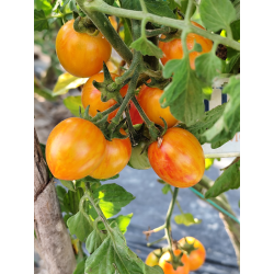 Tomate Artisan Golden Bubmblebee , 10 semillas
