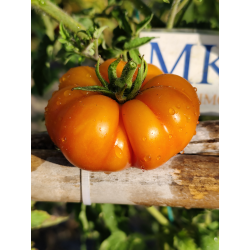Tomate Banjam Rumi Orange, 10 semillas (311)