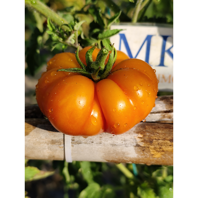 Tomate Banjam Rumi Orange, 10 semillas (311)