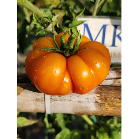 Tomate Banjam Rumi Orange, 10 semillas (311)