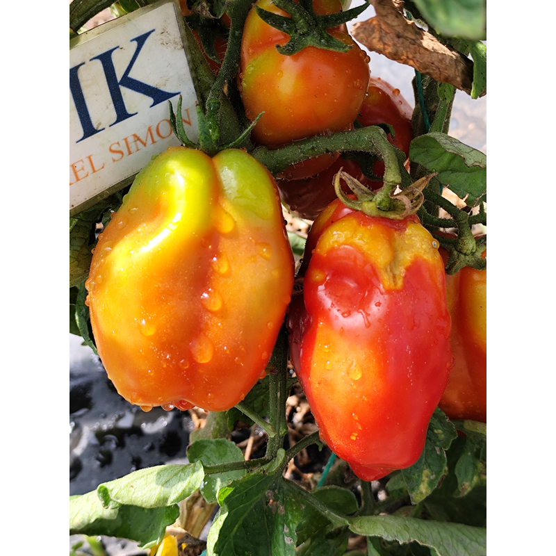 Tomate Andine Cornue , 10 semillas