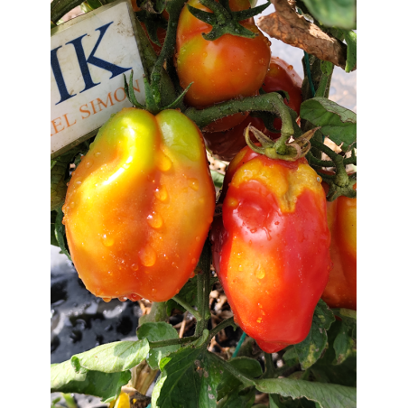 Tomate Andine Cornue , 10 semillas