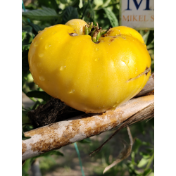 Tomate 1884 Yellow Pink Heart , 10 semillas (313)