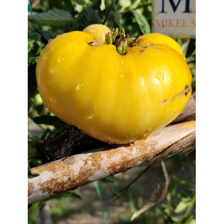 Tomate 1884 Yellow Pink Heart , 10 semillas (313)