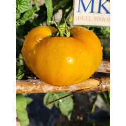 Tomate Marizol Gold , 10 semillas (316)