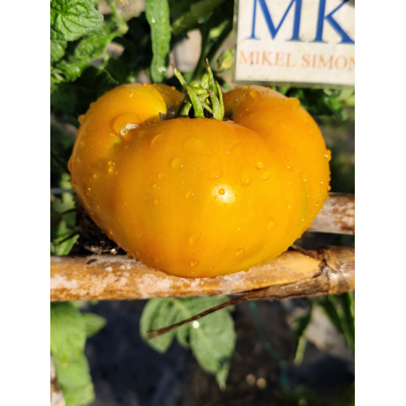 Tomate Marizol Gold , 10 semillas (316)