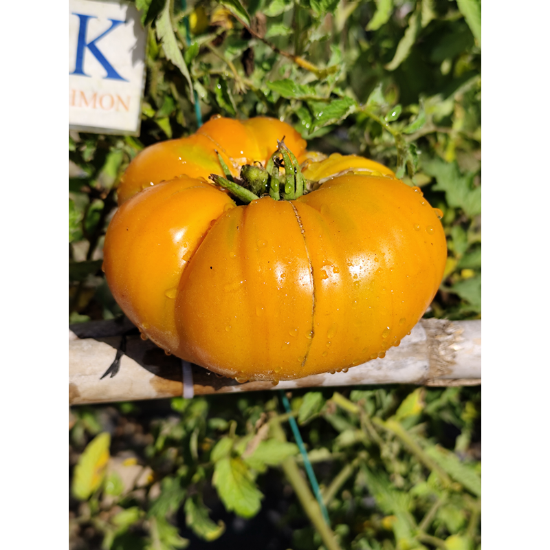 Tomate Mary Reynolds , 10 semillas (317)