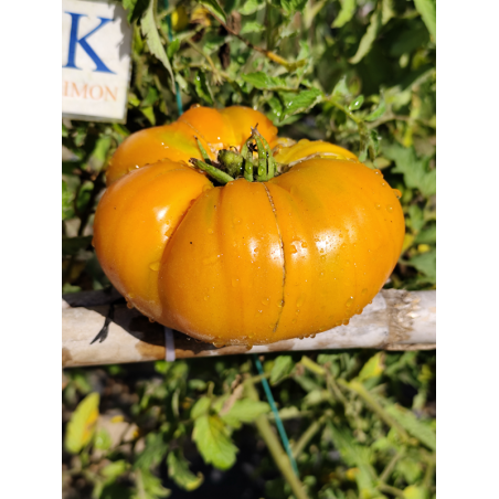 Tomate Mary Reynolds , 10 semillas (317)