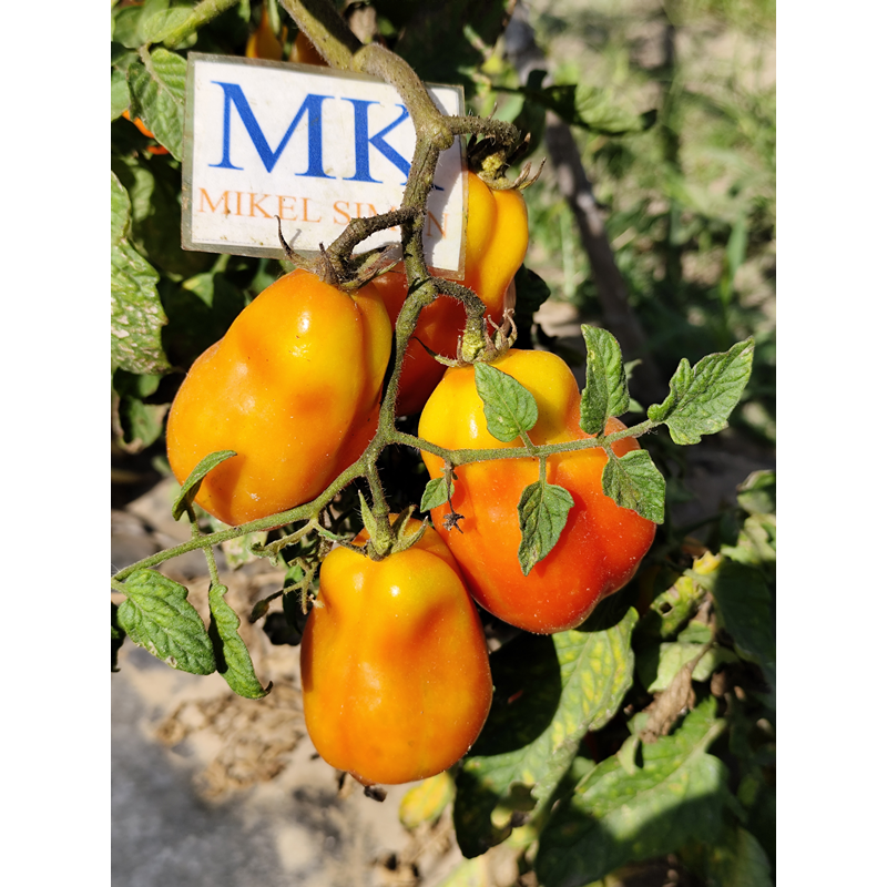 Tomate Red Fox , 10 semillas (319)