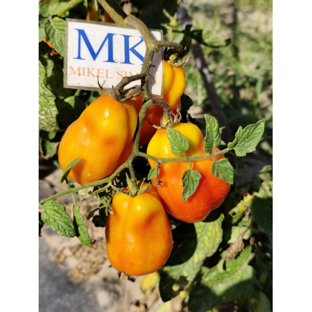 Tomate Red Fox , 10 semillas (319)