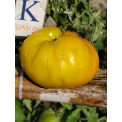 Tomate Queen Aliquippa , 10 semillas