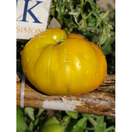 Tomate Queen Aliquippa , 10 semillas (320)