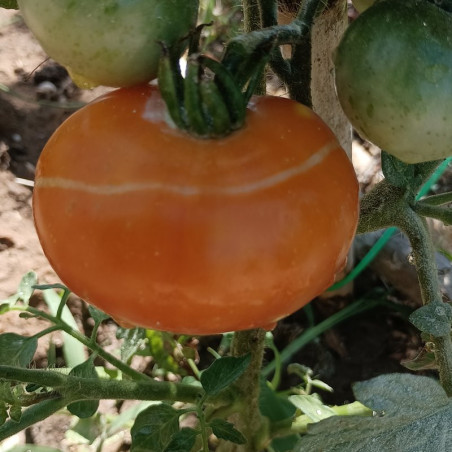 Tomate Beauty Queen , 10 semillas