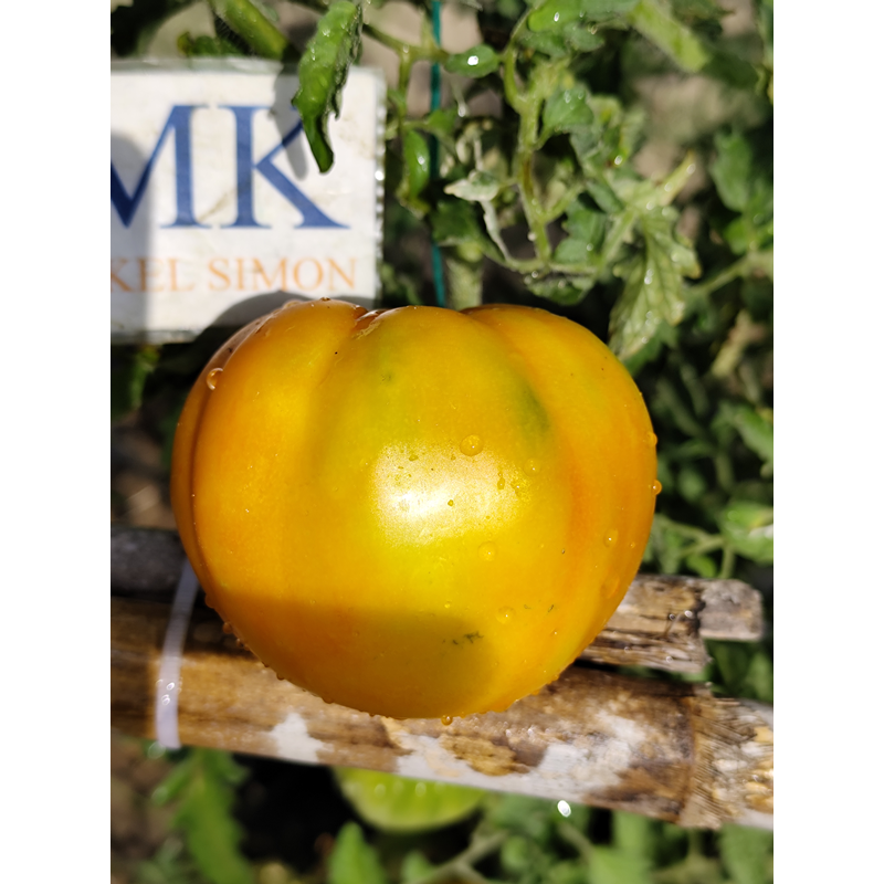 Tomate Plan 9 From Outer Space , 10 semillas (322)