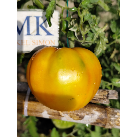 Tomate Plan 9 From Outer Space , 10 semillas (322)