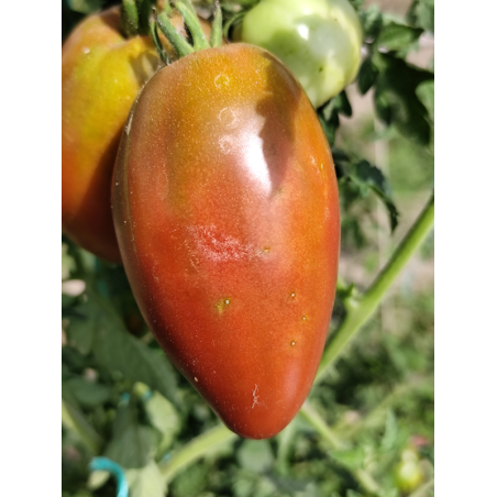 Tomate Purple Isonica , 10 semillas