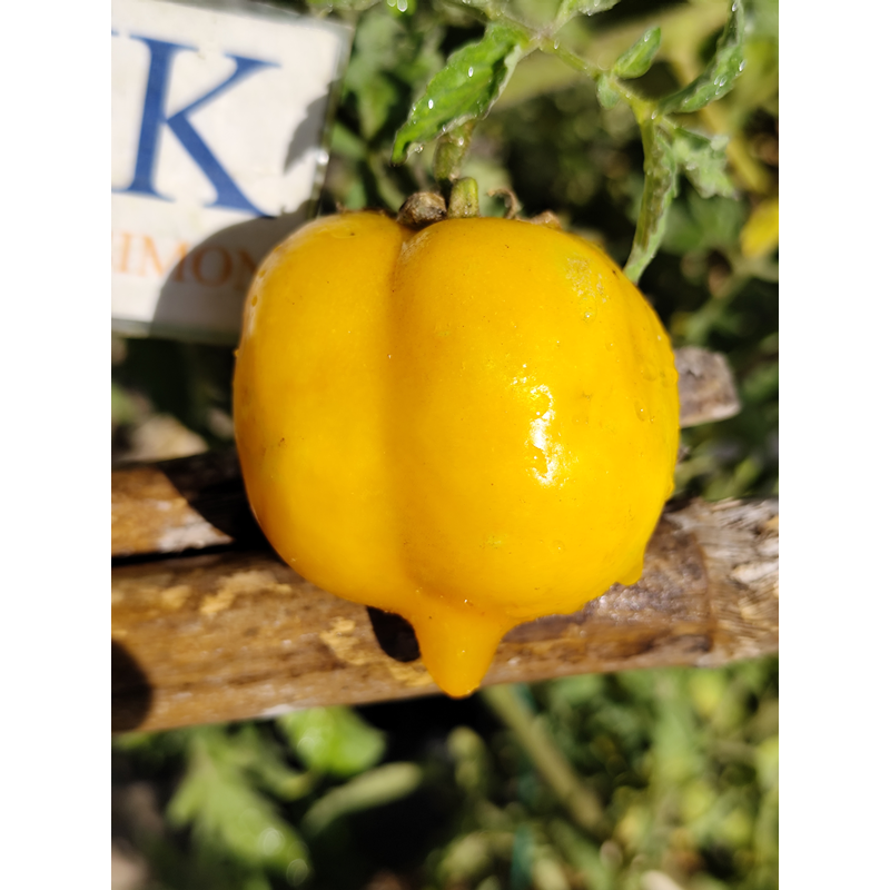 Tomate Anna Herman , 10 semillas (324)