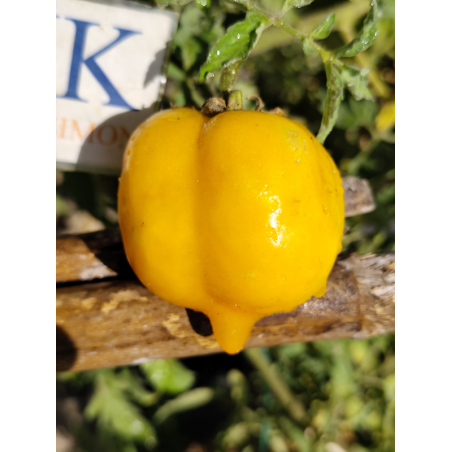 Tomate Anna Herman , 10 semillas (324)