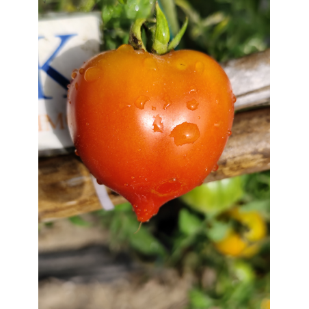 Anna's Multiflora , 10 semillas