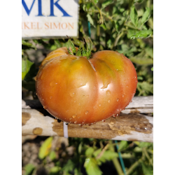 Tomate Dwarf Wild Fred, 10 semillas (326)