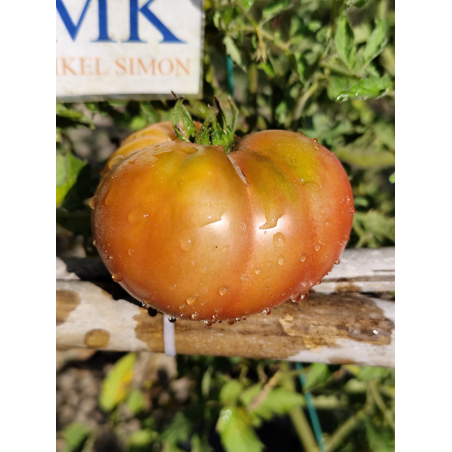 Tomate Dwarf Wild Fred, 10 semillas (326)