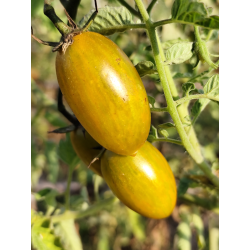 Tomate Artisan Green Tiger , 10 semillas