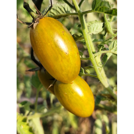 Tomate Artisan Green Tiger , 10 semillas