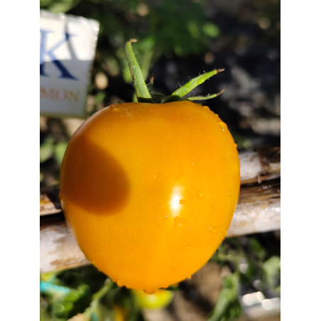 Tomate Kaki Coing , 10 semillas