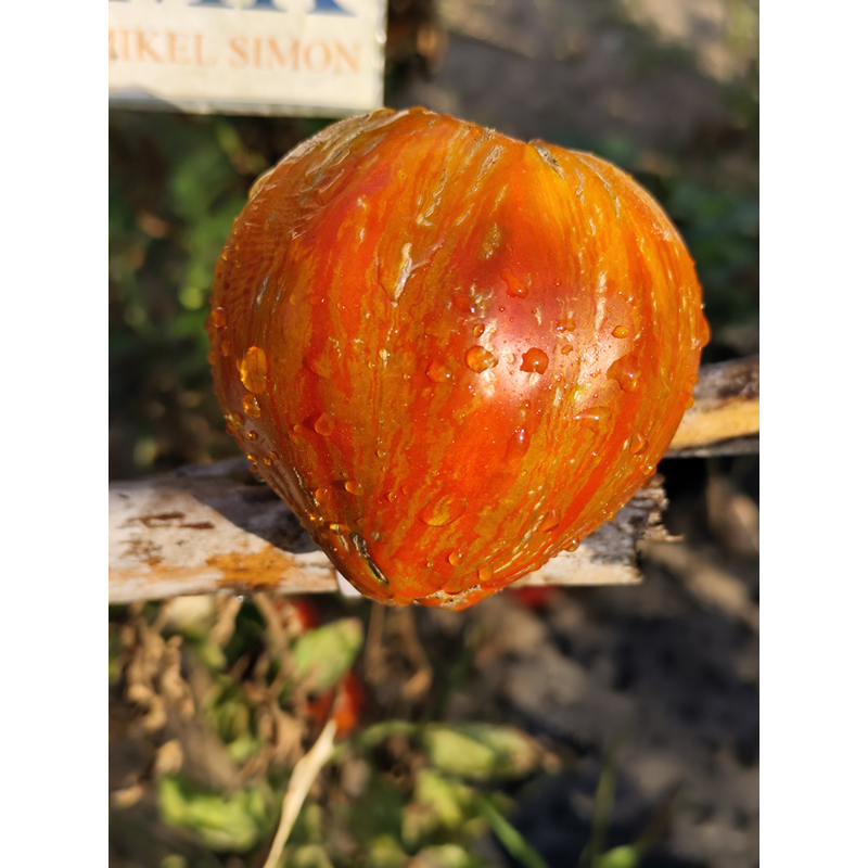 Tomate Berkeley Tie Dye Heart , 10 semillas (329)