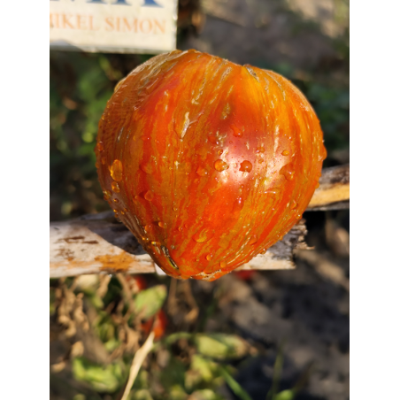 Tomate Berkeley Tie Dye Heart , 10 semillas (329)