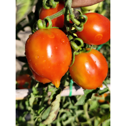 Tomate Borgo Cellano , 10 semillas