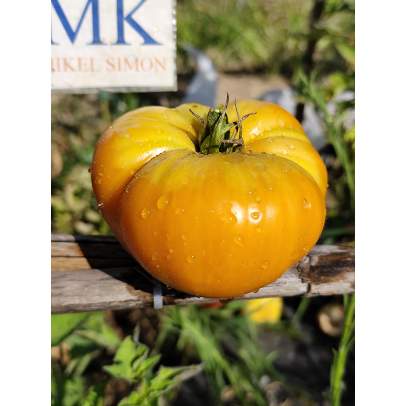 Tomate Kentucky Beefsteak , 10 semillas (336)
