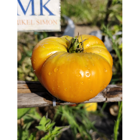 Tomate Kentucky Beefsteak , 10 semillas (336)
