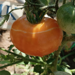 Tomate Beauty Queen , 10 semillas