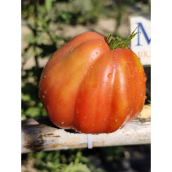 Tomate Inzhir Rosovyi , 10 semillas