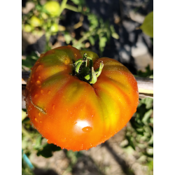 Tomate Homer's German Oxheart , 10 semillas (339)