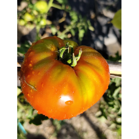 Tomate Homer's German Oxheart , 10 semillas (339)