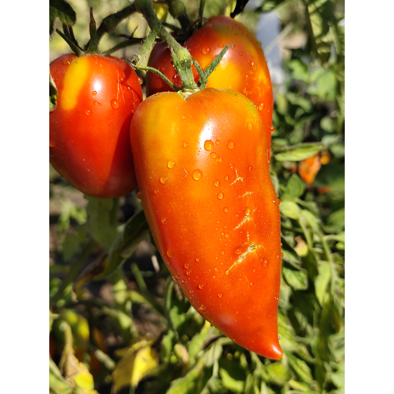 Tomate Popa De Vaca , 10 semillas